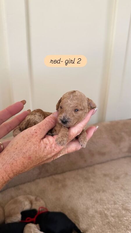 Miniature Poodle Puppies - Image 3 of 4