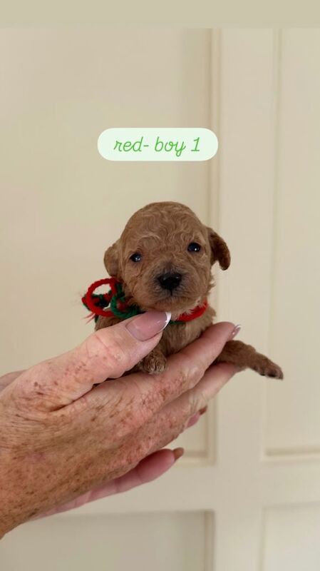 Miniature Poodle Puppies - Image 4 of 4