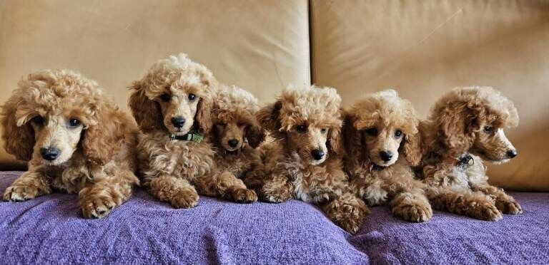 Miniature poodle puppies