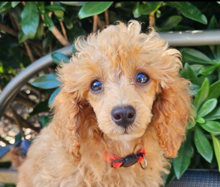 Miniature poodle puppies - Image 2 of 3