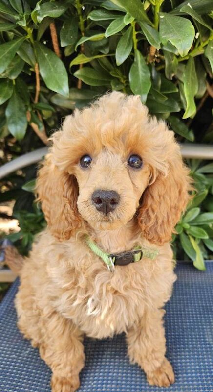 Miniature poodle puppies - Image 3 of 3