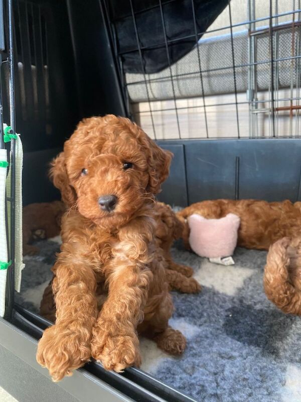 Miniature poodle puppies