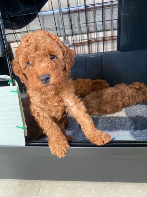 Miniature poodle puppies - Image 2 of 4