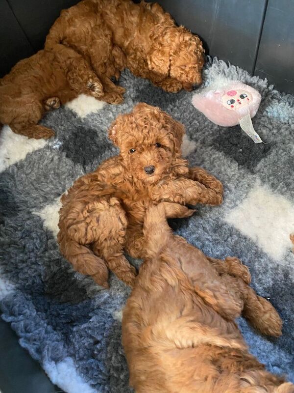 Miniature poodle puppies - Image 3 of 4