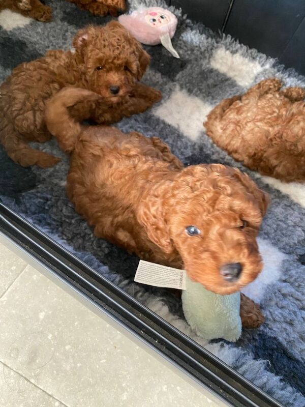 Miniature poodle puppies - Image 4 of 4