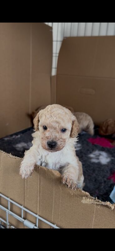 Poodle Puppies For Sale