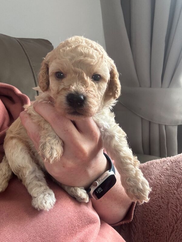 Miniature poodle puppies - Image 2 of 10