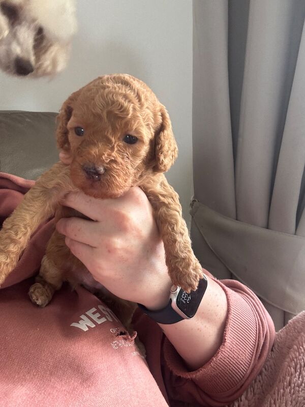 Miniature poodle puppies - Image 3 of 10