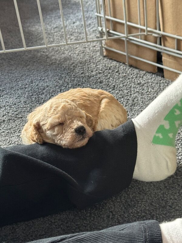 Miniature poodle puppies - Image 4 of 10