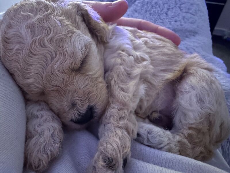 Miniature poodle puppies - Image 5 of 10
