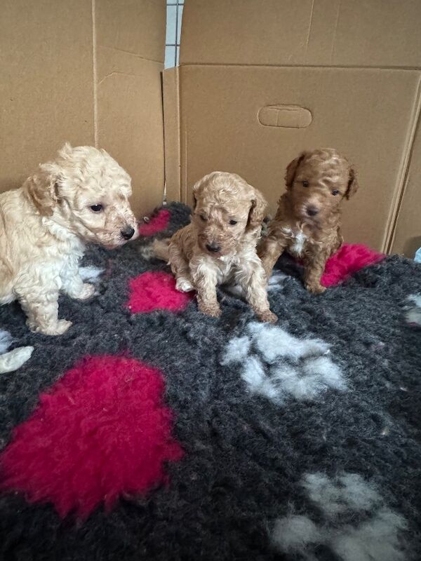 Miniature poodle puppies - Image 6 of 10