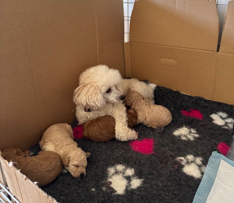 Miniature poodle puppies - Image 7 of 10
