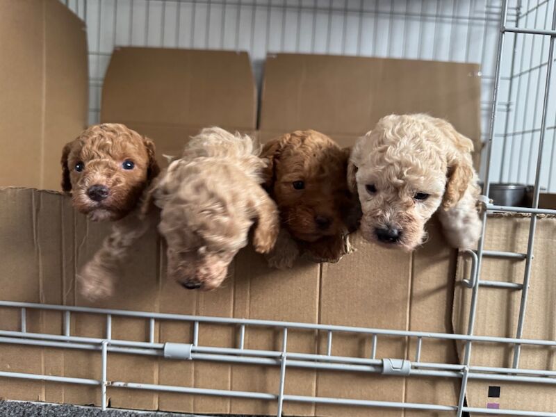 Miniature poodle puppies - Image 8 of 10