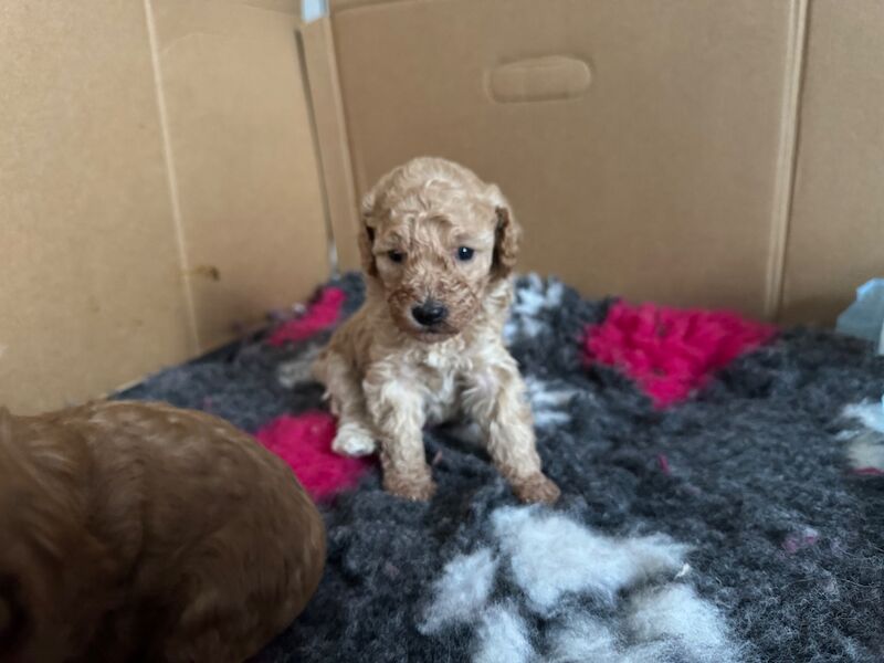 Miniature poodle puppies - Image 9 of 10