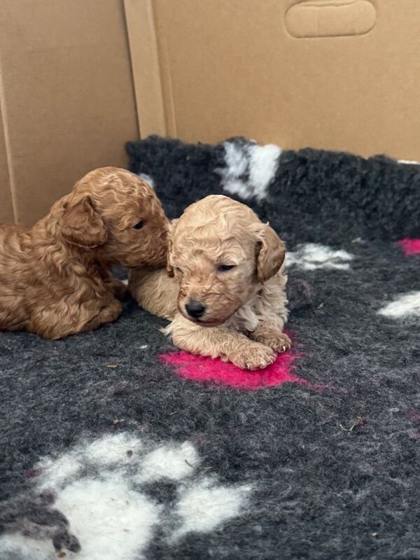 Miniature poodle puppies - Image 10 of 10