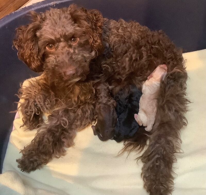 Kennel Club Registered Poodle Puppies For Sale