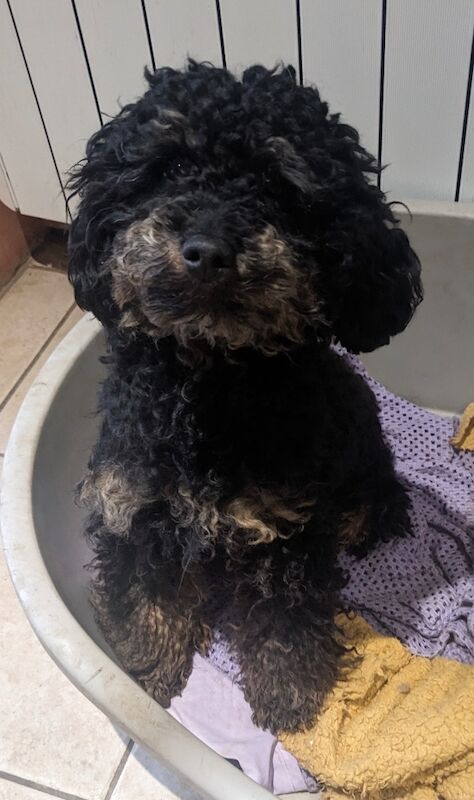 MINIATURE POODLE PUPPIES Apricot, black n tan& chocolate - Image 2 of 3