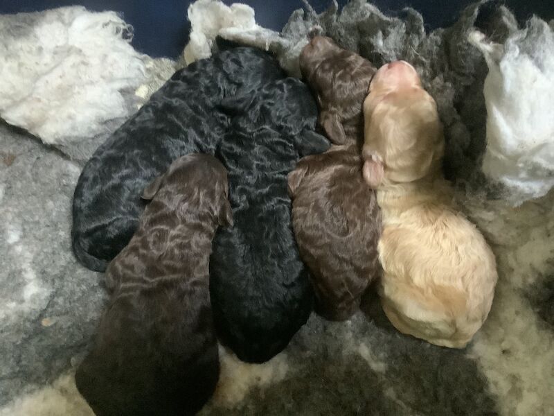 MINIATURE POODLE PUPPIES Apricot, black n tan& chocolate - Image 3 of 3