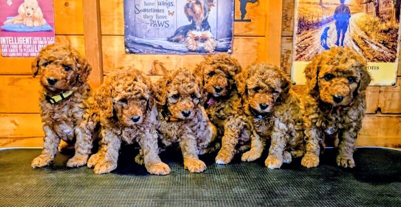 Miniature poodle puppies available.