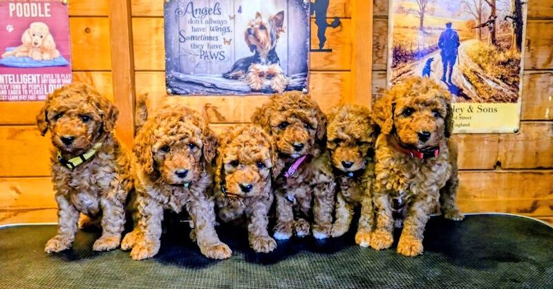 Extensively dna health tested! miniature poodle puppies.