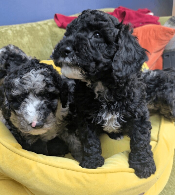 Miniature Poodle Puppies (Blue Merl & Black) - Image 2 of 6