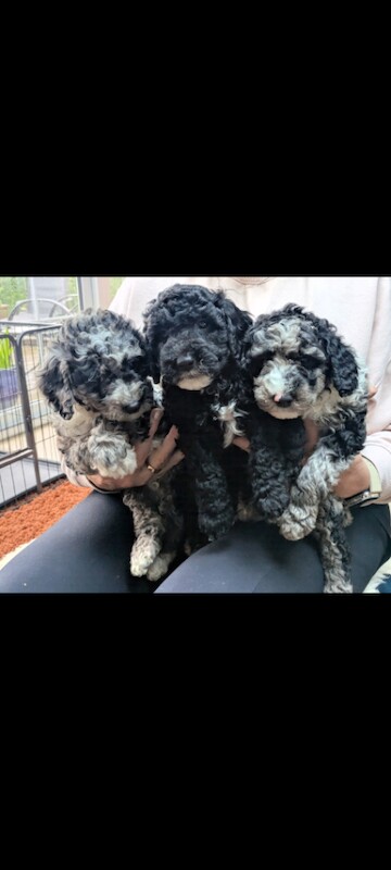 Miniature Poodle Puppies (Blue Merl & Black) - Image 3 of 6