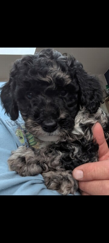 Miniature Poodle Puppies (Blue Merl & Black) - Image 4 of 6