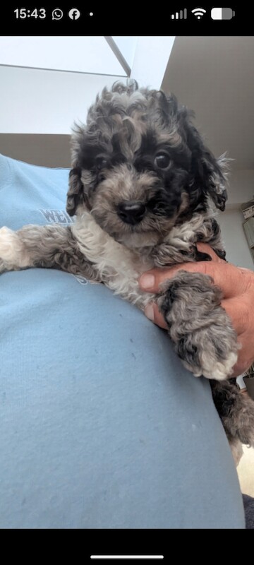 Miniature Poodle Puppies (Blue Merl & Black) - Image 5 of 6