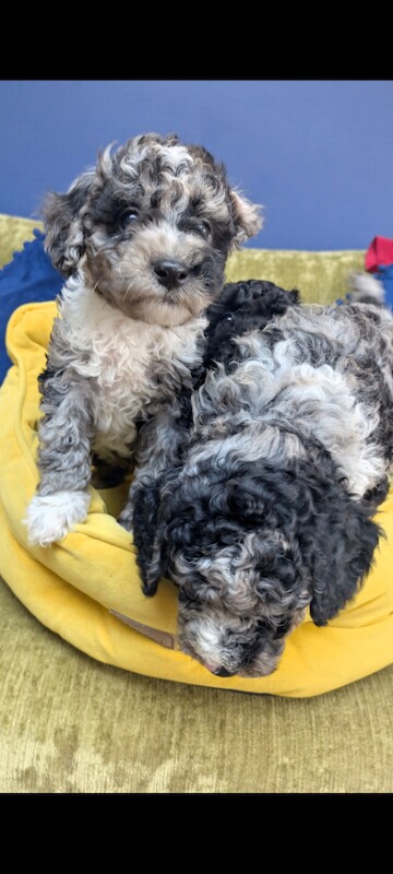 Miniature Poodle Puppies (Blue Merl & Black) - Image 6 of 6