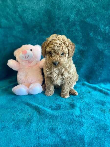 Miniature Poodle puppies. Boys, girls still available for sale in London, City of London, Greater London