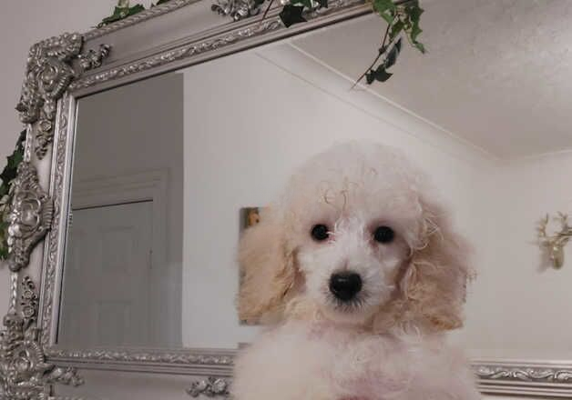 Poodle puppies for sale in Scunthorpe, Lincolnshire – 10 months old - Image 1 of 2