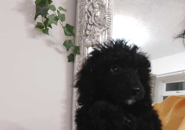 Poodle puppies for sale in Scunthorpe, Lincolnshire – 10 months old - Image 2 of 2