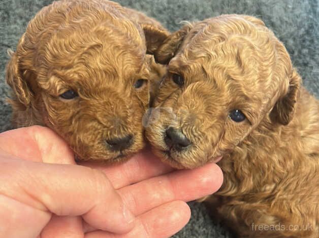 Miniature Poodle Puppies For Sale in Kingston Upon Thames Kingston upon Thames Greate