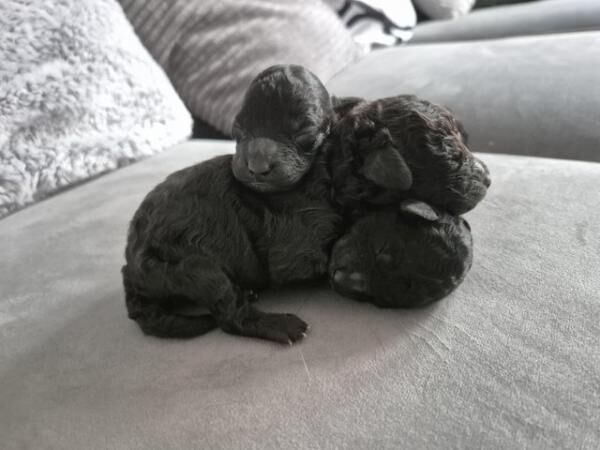 Poodle puppies for sale in Leeds, West Yorkshire – 11 months old - Image 1 of 5