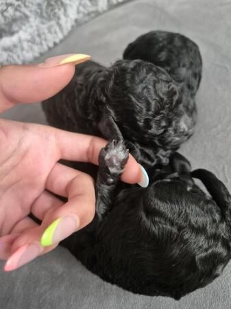 Poodle puppies for sale in Leeds, West Yorkshire – 11 months old - Image 2 of 5