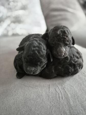 Poodle puppies for sale in Leeds, West Yorkshire – 11 months old - Image 3 of 5