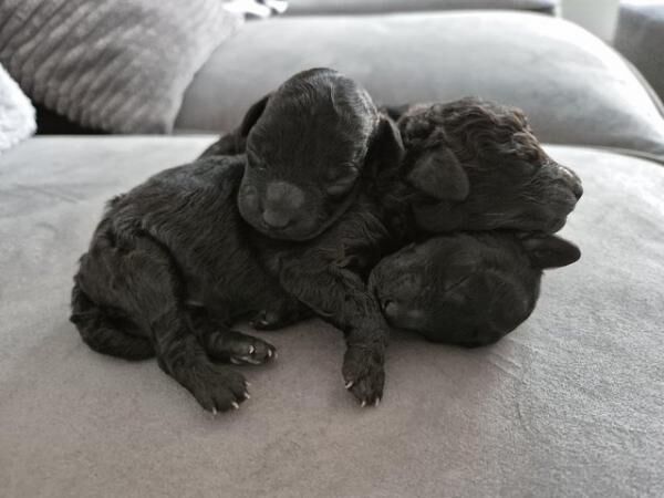 Poodle puppies for sale in Leeds, West Yorkshire – 11 months old - Image 4 of 5