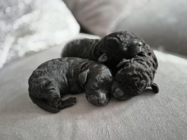 Poodle puppies for sale in Leeds, West Yorkshire – 11 months old - Image 5 of 5