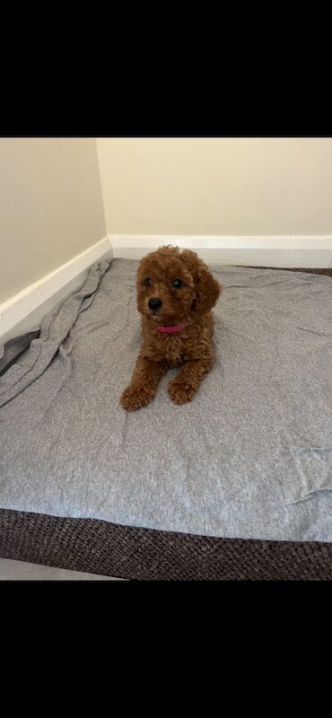 Poodle Puppies For Sale