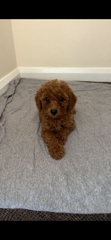 Miniature poodle puppy’s - Image 2 of 5