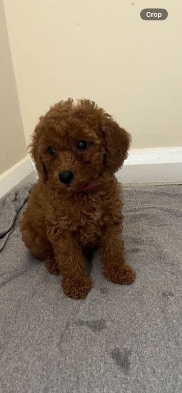Miniature poodle puppy’s - Image 3 of 5