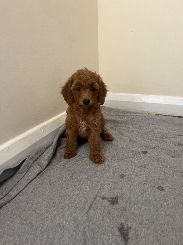 Miniature poodle puppy’s - Image 4 of 5