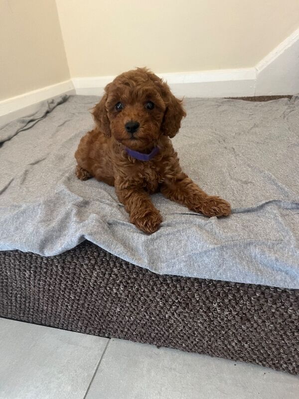 Miniature poodle puppy’s - Image 5 of 5