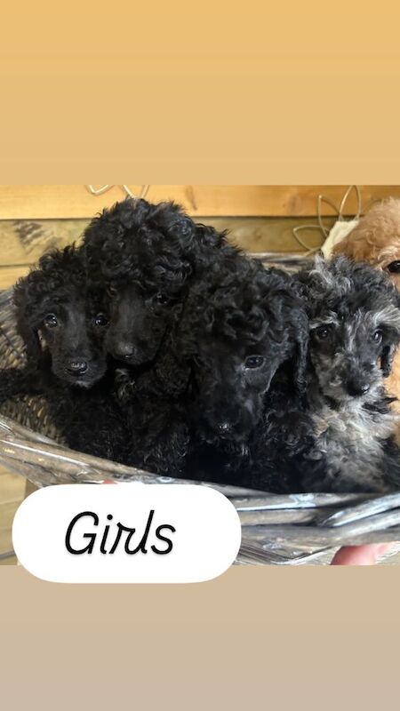 Miniature poodle puppy’s ready to leave