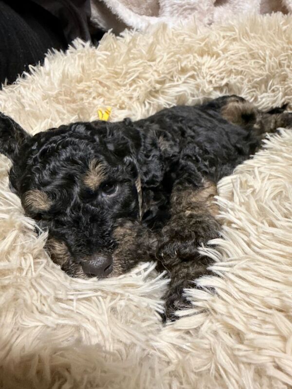 Miniature Poodle x Toy Poodle