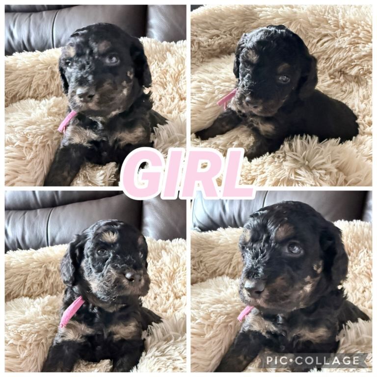 Miniature Poodle x Toy Poodle - Image 2 of 3