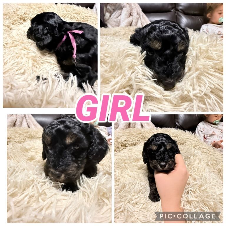 Miniature Poodle x Toy Poodle - Image 3 of 3