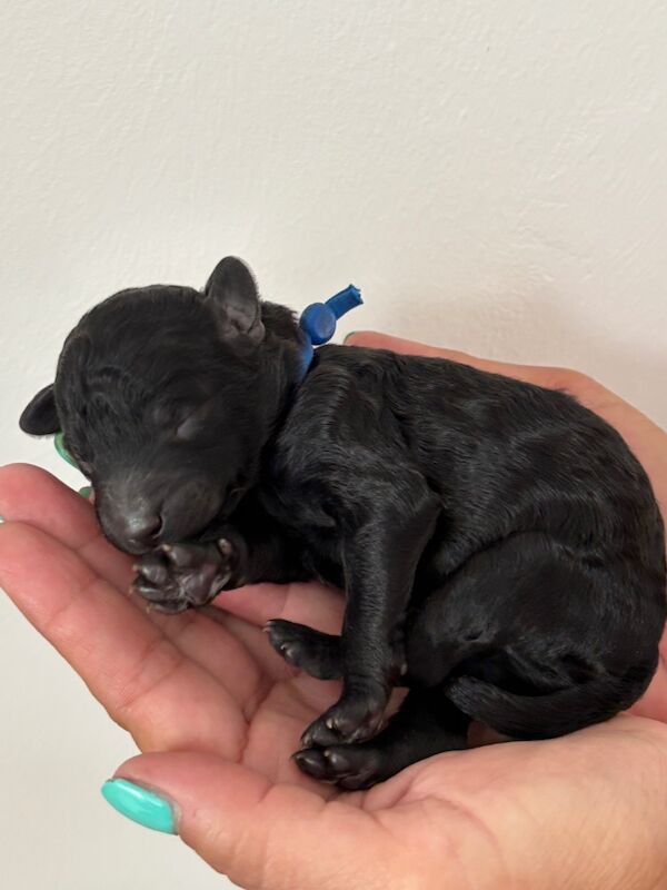 Poodle puppies for sale in FY4 3NY – KC registered, 4 days old