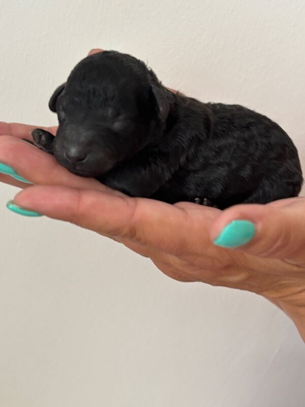 Poodle puppies for sale in FY4 3NY – KC registered, 4 days old - Image 2 of 8