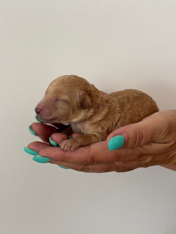 Poodle puppies for sale in FY4 3NY – KC registered, 4 days old - Image 3 of 8